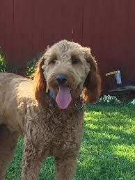 Contact me, connie, via text: Pets For Adoption At Idog Rescue Inc In Houston Tx Petfinder