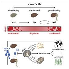 Maybe you would like to learn more about one of these? A Prion Like Protein Regulator Of Seed Germination Undergoes Hydration Dependent Phase Separation Sciencedirect