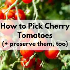 Or, if you plan on using them within the next few weeks, you. How To Pick And Preserve Cherry Tomatoes Plus Drool Worthy Cherry Tomato Varieties To Try Together Time Family