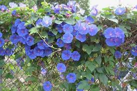 Morning Glory Weed Identification Brisbane City Council