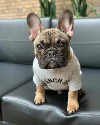 Our #1 goal is to introduce beautiful healthy french bulldog puppies to your family. Bulldog Dogsofinstagram Dog Frenchie Dogs Bulldogsofinstagram Frenchbulldog Puppy Englishbulldog Bully French Bulldog Cute French Bulldog Bulldog
