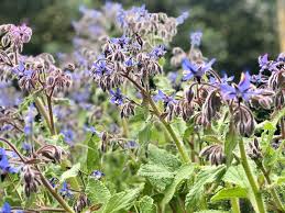 C'è poi il giacinto, con fiori azzurri in grappoli, profumati, a stella quando sbocciano, il loro significato è quello di sportività, perdono e sincerità. Borragine Fiori Blu Nel Piatto Natura In Mente Calliopea