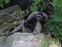 Important rules for using müller's bornean gibbon forum • no offensive words are allowed in this forum. Muller S Gibbon Wikipedia