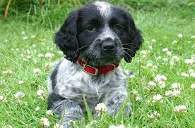 We did not find results for: Black And White Cocker Spaniel Puppies Dog Obsessed Cocker Spaniel Dog Cocker Spaniel