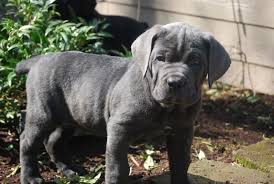 Black Blue Cane Corso Puppies For Sale Pin By Mochi Hime On Critters Cane Corso Cane Corso Puppies Blue Cane Corso Puppies
