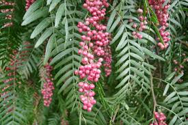 Image result for Schinus