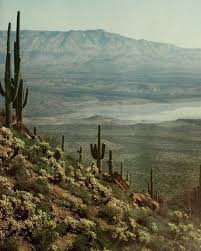 Animals that live in chaparrals: Anyone Else Dream Of Living In The Desert Nature Photography Landscape Desert Aesthetic