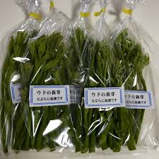 貴重な山菜 山ウドの新芽 美馬里山農園