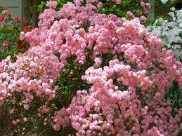 We did not find results for: Beautiful Spring Flowers Blooming In Georgia By Michele Babcock Nice Blogbymichele