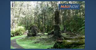 Check spelling or type a new query. Lava Tree State Monument Reopens After 7 Months Maui Now