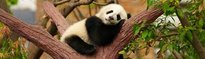 Maybe you would like to learn more about one of these? Endangered Species Kids Discover