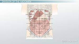 Describe the human body using directional and regional terms. The 4 Abdominal Quadrants Regions Organs Video Lesson Transcript Study Com