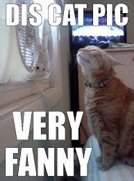 Internet meme cat humour laughter, meme, mammal, pet png. Pin On Adorable Pets