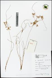 Image result for Pycreus flavidus