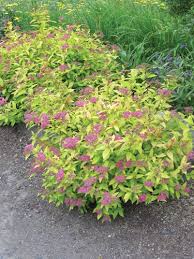The fruit is not ornamentally significant. Goldflame Spirea Kiwi Nurseries Ltd