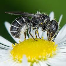 Image result for Hermbstaedtia