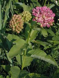 Flowering Plant Asclepias Milkweed Milkweed Plant