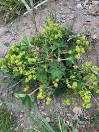 Image result for Alchemilla johnstonii