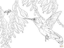 Bee Hummingbird Bee Coloring Pages Bird Coloring Pages Hummingbird Colors