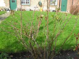 Check spelling or type a new query. Pruning Roses Tales From The Farm