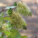 Image result for Brachystegia spiciformis