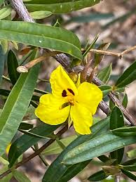Image result for Barleria lanceolata