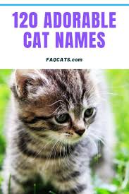 Black And White Kitten Names Unisex 120 Adorable Unisex Tabby Cat Names In 2020 Cute Cat Names Tabby Cat Names Cat Names Girl Unique