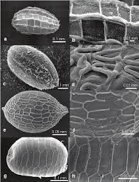 Image result for Eriocaulon truncatum