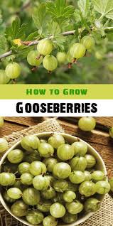 We did not find results for: How To Grow And Care For Gooseberries How To Grow Gooseberries Gooseberry Plant Growing Fruit