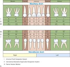 The palmer notation system/deciduous teeth نظام تسمية بالمر الأسنان اللبنية подробнее. 15 Overview Of The Dentitions Pocket Dentistry