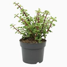 Image result for Grona afra