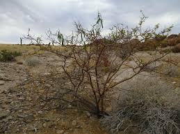 Image result for Elephantorrhiza suffruticosa