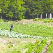 The above is at best a very partial list of serious agricultural pests. Pdf Pest Control In Organic Systems