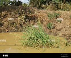 Image result for Oryza longistaminata