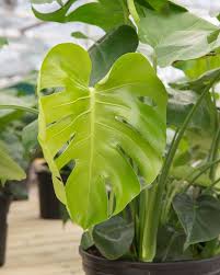 Watching Those New Monstera Leaves Unfold Just Never Gets Old Monstera Leaf Plant Leaves Plants