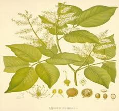 Image result for Copaifera baumiana
