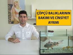 Copcu Baliklarinin Bakimi Cinsiyet Ayrimi Cinsiyet Balik Balik