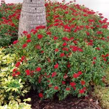 Image result for Pentas longiflora