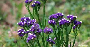 Statice Flower Care How To Grow Limonium Sinuatum