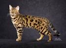 Bengal Cat Breed Information, Pictures, Behavior and Care