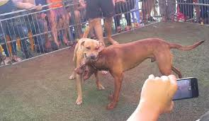 Chó Pitbull cắn người: Chủ nhân chịu trách nhiệm thế nào? - Đại Thế Giới