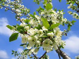 Fiorisce in primavera sui balconi. Alberi Che Fioriscono In Primavera Verde Pisello