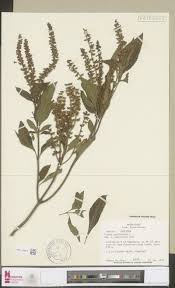 Image result for Erythroxylum platycladum