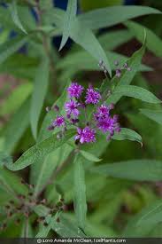 Image result for Vernonia natalensis