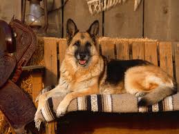 خلفيات جيرمن شيبرد german shepherd german shepherd wallpaper german shepherd dogs