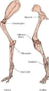 The rump (or croup) is the proverbial rear end; Other Joint Disorders In Dogs Dog Owners Veterinary Manual