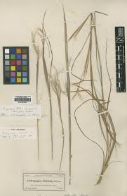 Image result for Andropogon amethystinus