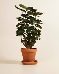 Image result for Polyscias