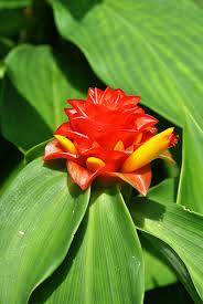 Image result for Costus