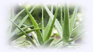 Yüz kremi olarak tanımlama yaptığımız ürün aslında bir çeşit nemlendiricidir. Evde Aloe Vera Krem Nasil Yapilir Forum Gercek